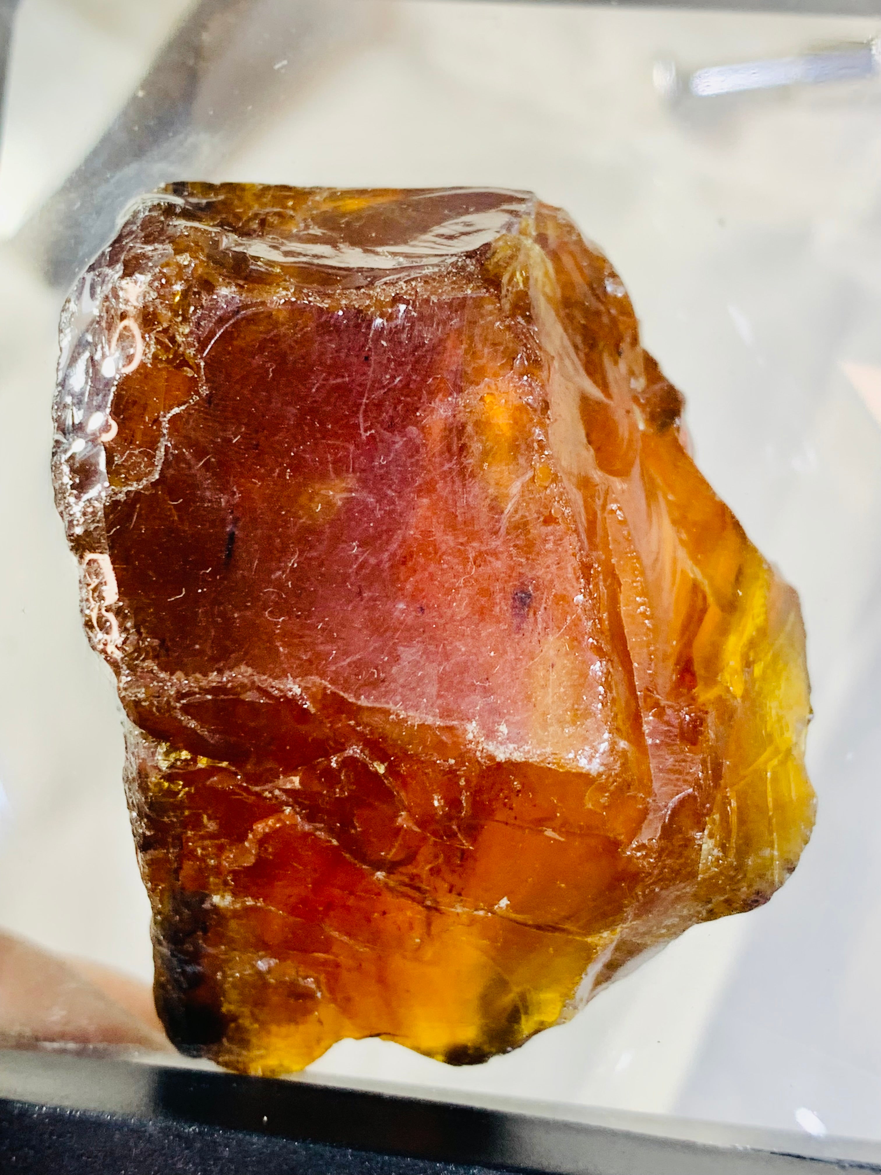 amber fossils insect