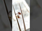 4.10 Carat Round Brown Skardo Topaz Loose Gemstone